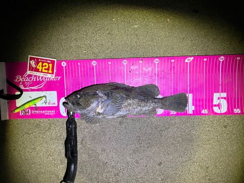 クロソイの釣果