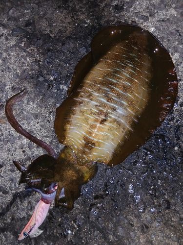 アオリイカの釣果