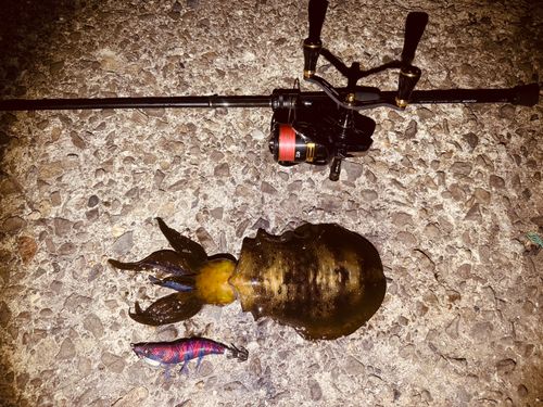 アオリイカの釣果