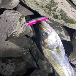 フッコ（マルスズキ）