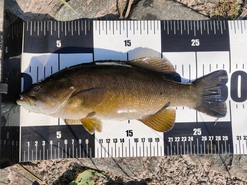 スモールマウスバスの釣果