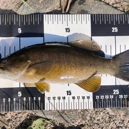 スモールマウスバス