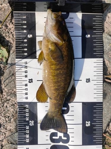 スモールマウスバスの釣果