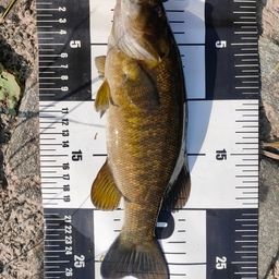 スモールマウスバス