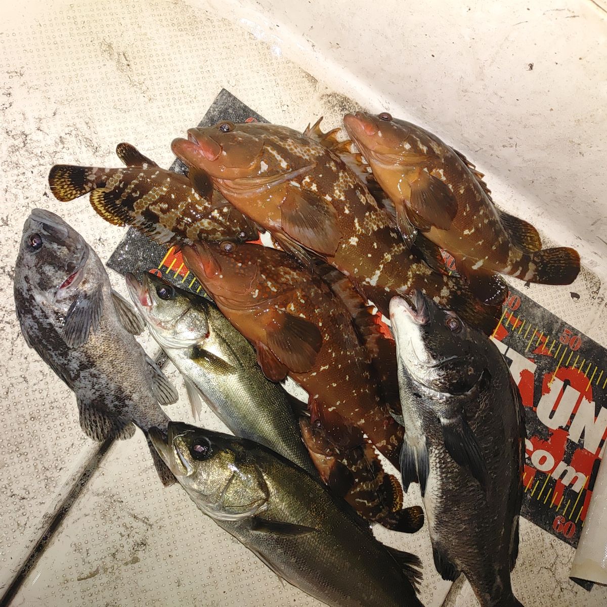 ZUBORAな船長さんの釣果 1枚目の画像