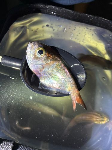 リュウキュウハタンポの釣果