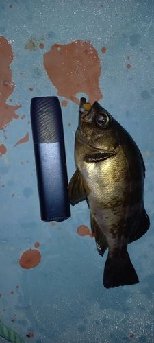 キンメバルの釣果