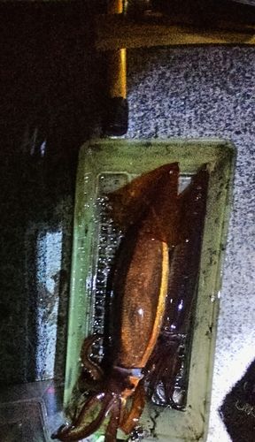 船越湾（岩手）