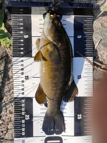 スモールマウスバスの釣果