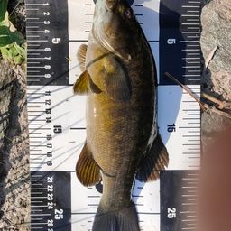 スモールマウスバス