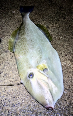 ウスバハギの釣果