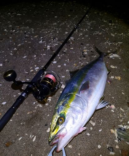 東京湾（富津〜金谷）