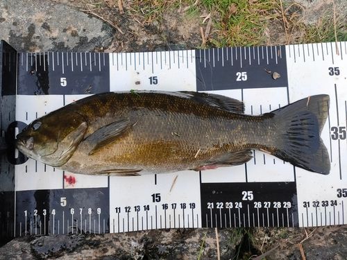 スモールマウスバスの釣果