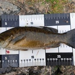 スモールマウスバス