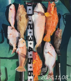 シロアマダイの釣果