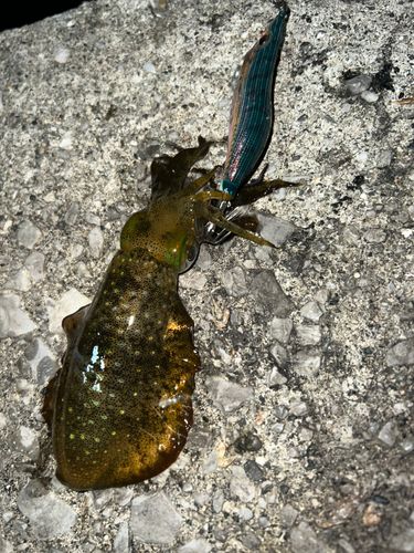 アオリイカの釣果