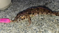 アナハゼの釣果