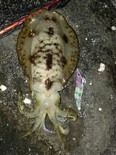 アオリイカの釣果
