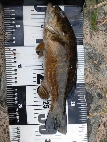 スモールマウスバスの釣果