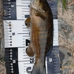 スモールマウスバス