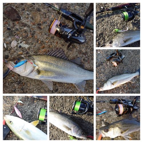 シーバスの釣果