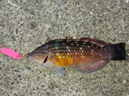 ホシササノハベラの釣果