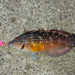 ホシササノハベラ