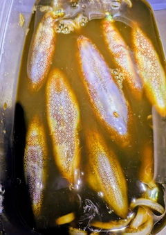 ジンドウイカの釣果