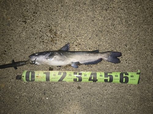 アメリカナマズの釣果