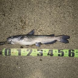 アメリカナマズ