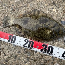 クロガシラガレイ