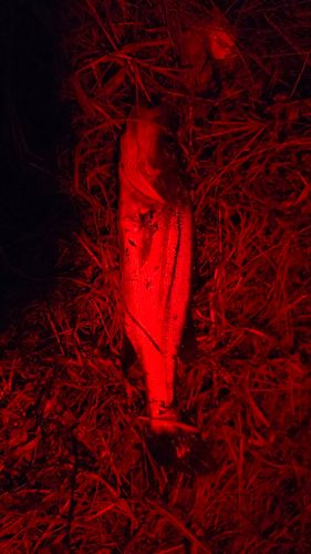 セイゴ（マルスズキ）の釣果