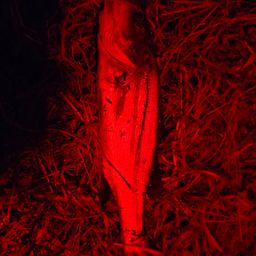 セイゴ（マルスズキ）