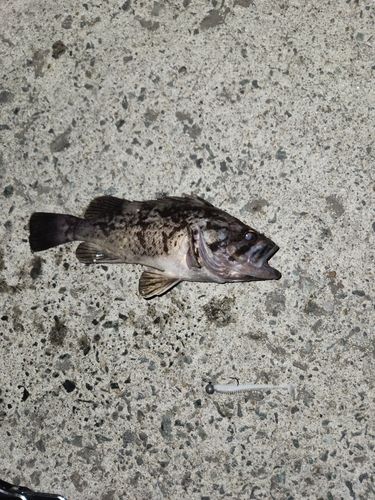 クロソイの釣果