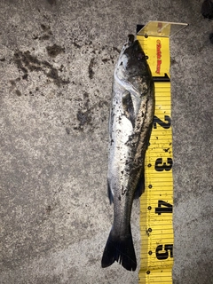 フッコ（マルスズキ）の釣果