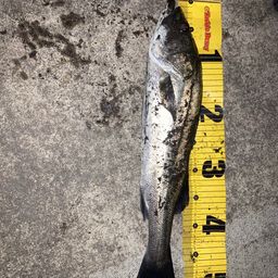 フッコ（マルスズキ）