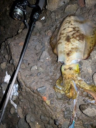 アオリイカの釣果