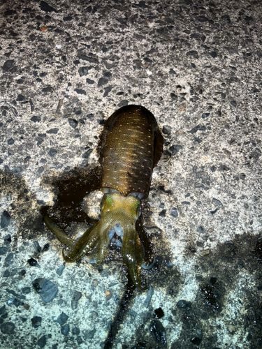 ミズイカの釣果