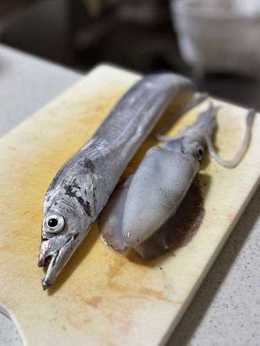 タチウオの釣果