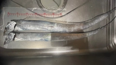 タチウオの釣果