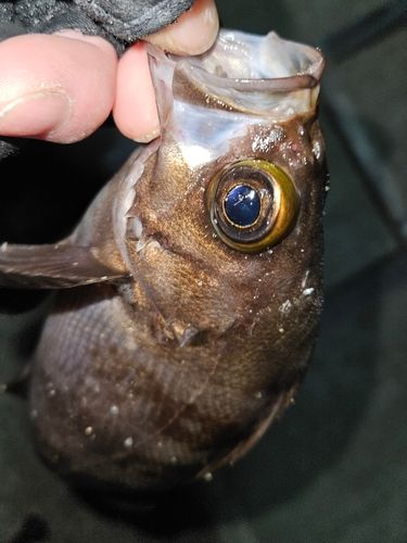 三陸海岸（宮城）