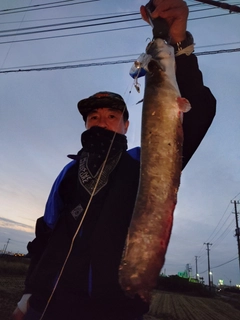 マナマズの釣果