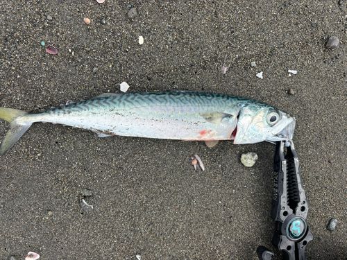 辻堂海浜公園前