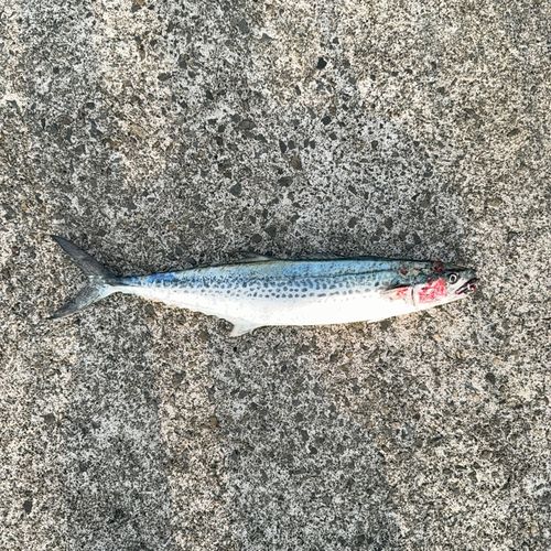 サワラの釣果