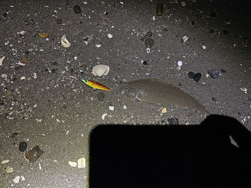 新舞子海岸（富津）