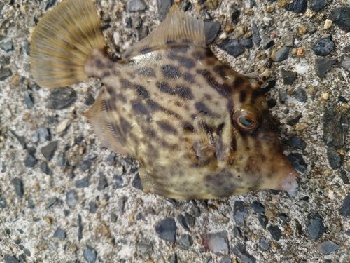 周防大島（屋代島）