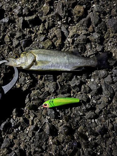 セイゴ（タイリクスズキ）の釣果