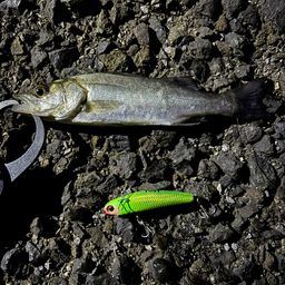 セイゴ（タイリクスズキ）