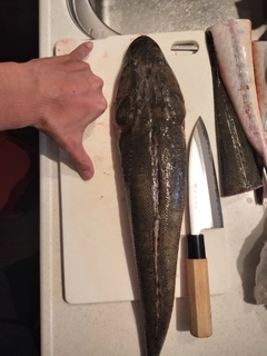 マゴチの釣果