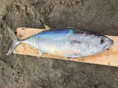 ソウダガツオの釣果